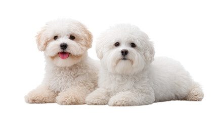 Obraz premium Two adorable fluffy puppies of different shades lounging together on a clean white background. showcasing their playful nature and soft fur. ideal for pet-related content