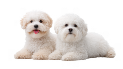 Two adorable fluffy puppies of different shades lounging together on a clean white background. showcasing their playful nature and soft fur. ideal for pet-related content