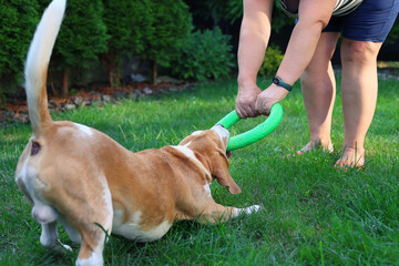 Dog and Woman Playing Tug-of-War with Toy in the Yard
