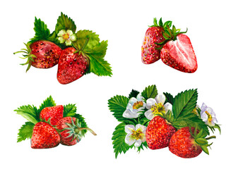 Watercolor set of strawberries. Strawberry plant with leaves and red berries and flowers in watercolor on white background. Fresh wild berries illustration.