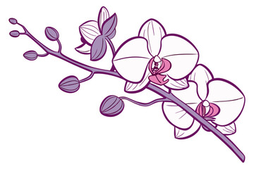 Orchid Flower Botanical Illustration