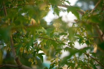 summer forest, maple leaves, green foliage. ecology nature close up. nature travel