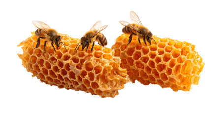 Three bees are on a honeycomb