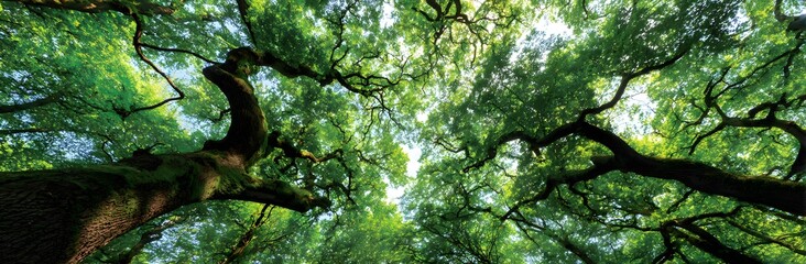 Fototapeta premium 8k Green Forest Panorama, low camera shot on the forest floor, looking up.