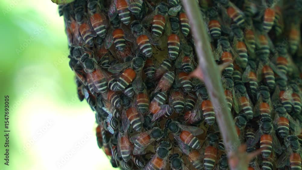 Poster a dense cluster of honey bees working on an exposed honeycomb structure, close up shot.