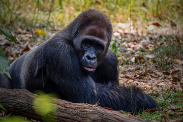 Gorillas are herbivorous, predominantly ground-dwelling great apes