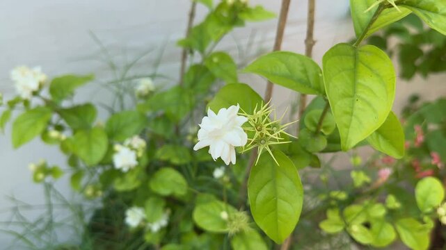 camera circling around a single Arabian Jasmine flower, Mogra is a type of Jasmine flower, specifically Jasminum sambac. It's commonly known as Arabian Jasmine and is highly fragrant,
