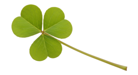 Isolated Shamrock