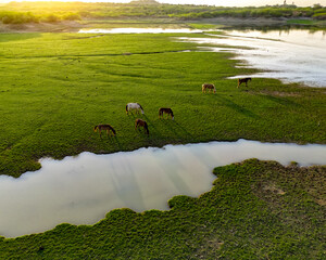 Golden Hour Horses