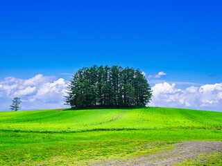 夏の北海道　美瑛の丘