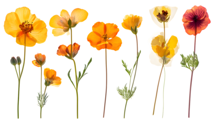 Collection of Pressed California Poppies, Botanical Illustration, Orange Yellow Flowers isolated on transparent background