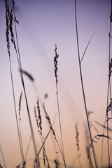 Fototapeta premium Ears of wheat glowing in the last light of day. This warm, calming rural scene embodies the rhythm of nature, healthy living, and seasonal balance. Great for lifestyle, slow food, or organic product v