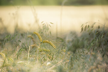 Minimalist and artistic shot of wheat ears at golden hour, bathed in warm sunlight. A serene and organic composition perfect as a background, texture or seasonal lifestyle visual.