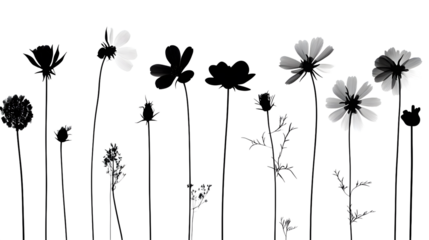Elegant Monochrome Floral Arrangement Cosmos and Wildflowers on isolated on transparent background