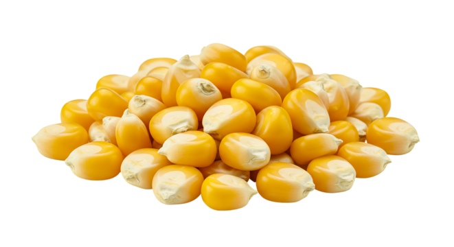 Pile of yellow kernels smooth  rounded w small white base against black background