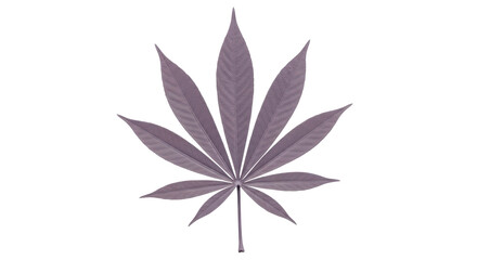 Isolated Leaf