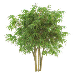 Obraz premium Bamboo plant transparent background