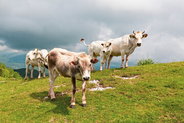Cows Grazing on Ligurian Hills, Pizzo d’Evigno Pastoral Scene