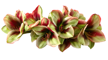Beautiful amaryllis flowers blooming in green and red a perfect floral arrangement for any occasion