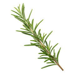 Fototapeta premium Rosemary sprig vibrant green leaves sprout along a brown stem on stark black background