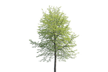 Isolated tree with green leaves on white background