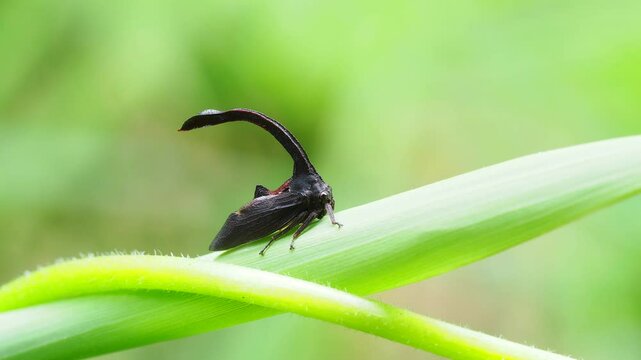 Hypsauchenia Treehoppers rare insects in Thailand and Southeast-Asia. 