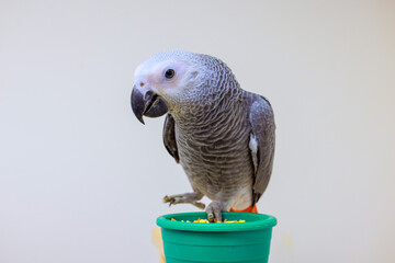 Psittacus Erithacus grey parrot stands on green pot filled with food, displaying curiosity in well lit indoor environment.