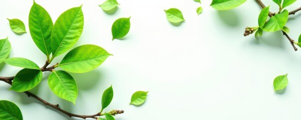 Obraz premium Vibrant green magnolia leaves and twigs arranged on white , backdrop, nature photography