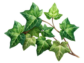 Lush Green Ivy Branch with Detailed Leaves on Transparent Background