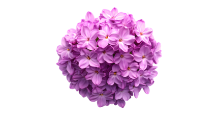 Isolated lilac flower blossom bloom purple floral spring nature garden botanical syringa vulgaris bunch