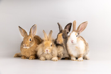 Group of lovely bunny easter rabbits on white nature background. beautiful lovely pets.

