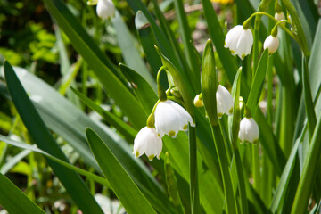 White flowers outdoors. Group of cute spring snowflakes (Leucojum vernum). Spring flowers in garden...