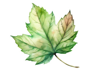 Watercolor Green Maple Leaf with Brown Hues on Transparent Background