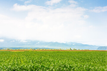 landscape with rural field. mountainous countryside of romania in summer. cloudy sky. tranquil cloudscape