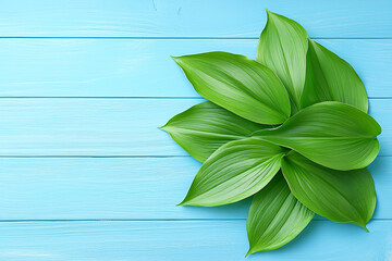Fototapeta premium Fresh green leaves are arranged on light blue wooden surface, creating a natural background.