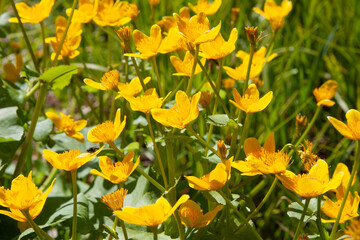 Lots of bright yellow flowers. Yellow flowers meadow in park. Flowering Marsh Marigold (Caltha...