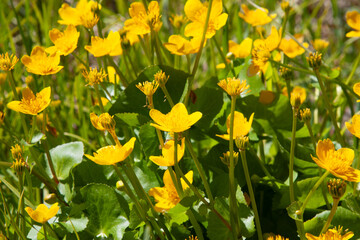 Lots of bright yellow flowers. Yellow flowers meadow in park. Flowering Marsh Marigold (Caltha...