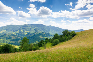 countryside landscape in carpathian mountains of ukraine. stunning scenery with herbs on the field in summer. rolling hills in dappled light. clouds on the blue sky. trees on the hillside