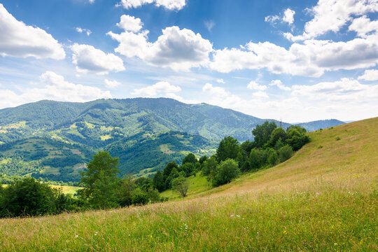 countryside landscape in carpathian mountains of ukraine. stunning scenery with herbs on the field in summer. rolling hills in dappled light. clouds on the blue sky. trees on the hillside