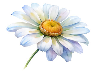 Naklejka premium Watercolor Painting of a White and Blue Daisy Flower on Transparent Background