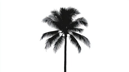 Silhouette of a palm tree against a white background