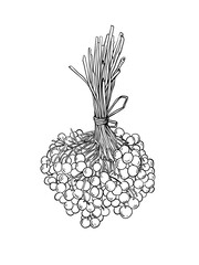 Viburnum berries line art drawing. Ink food and botanic illustration.Nature Herbal. Healthy 