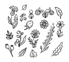 Summer flower line art set. Seasonal decorative element. Doodle botanic. Hand drawn floral illustration titled