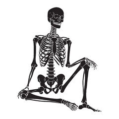 Classic anatomical representation – Human skeleton silhouette and structured Human skeleton vector – Human skeleton illustration

