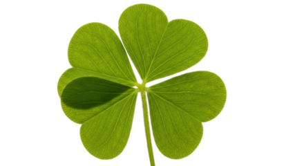 Isolated Green Shamrock