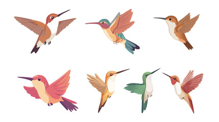 Fototapeta premium Cartoon Hummingbird Vector Illustration – Colorful and Playful Tiny Bird Graphic