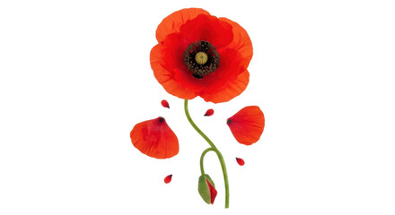 Isolated Poppy Flower