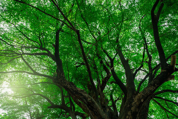 Green tree in forest. Nature background for carbon neutrality. Natural carbon sink fight climate change. Sustainability in carbon-neutral ecosystems. Sustainable environment. Natural carbon capture.