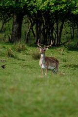 Majestic deer standing in lush green landscape of Denmark, surrounded by tranquil nature