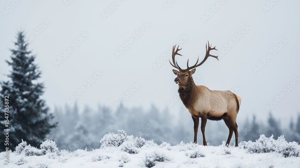 Aufkleber elk stands tall on snow-covered ground surrounded by frosted trees at dawn.